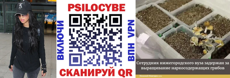 Галлюциногенные грибы Cubensis  Тавда 